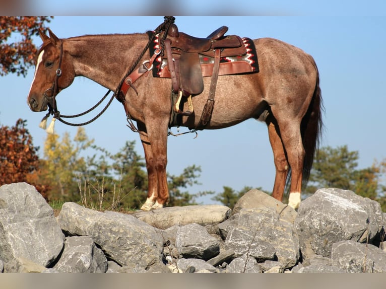 American Quarter Horse Castrone 11 Anni 152 cm Roano rosso in Rebersburg, PA