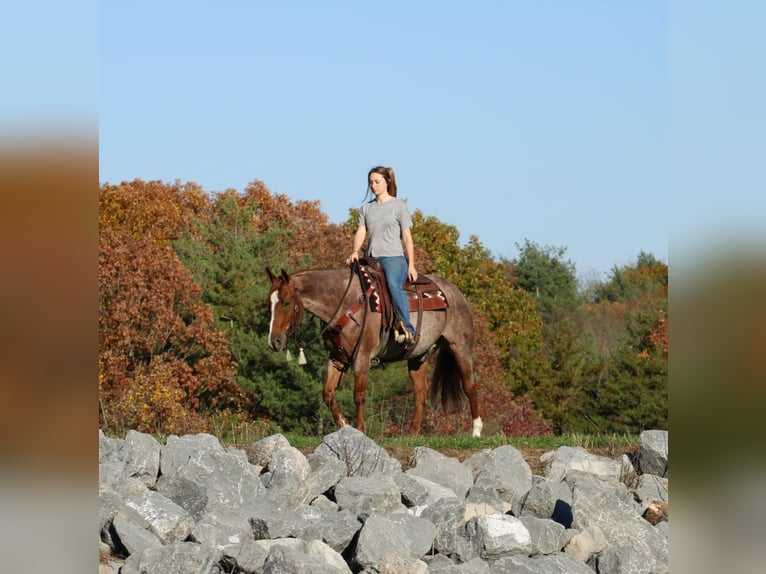 American Quarter Horse Castrone 11 Anni 152 cm Roano rosso in Rebersburg, PA