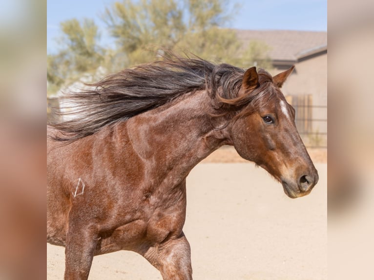 American Quarter Horse Castrone 11 Anni 152 cm Roano rosso in New River, AZ