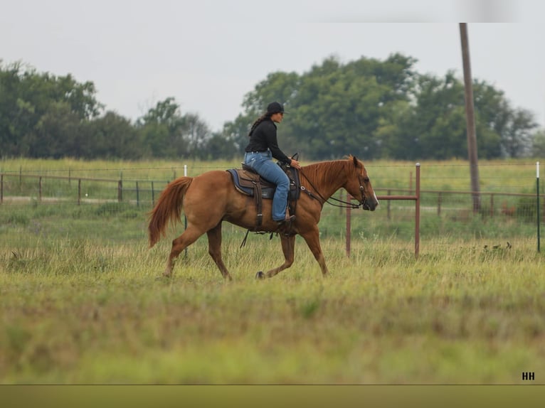 American Quarter Horse Castrone 11 Anni 152 cm Sauro ciliegia in Granbury TX