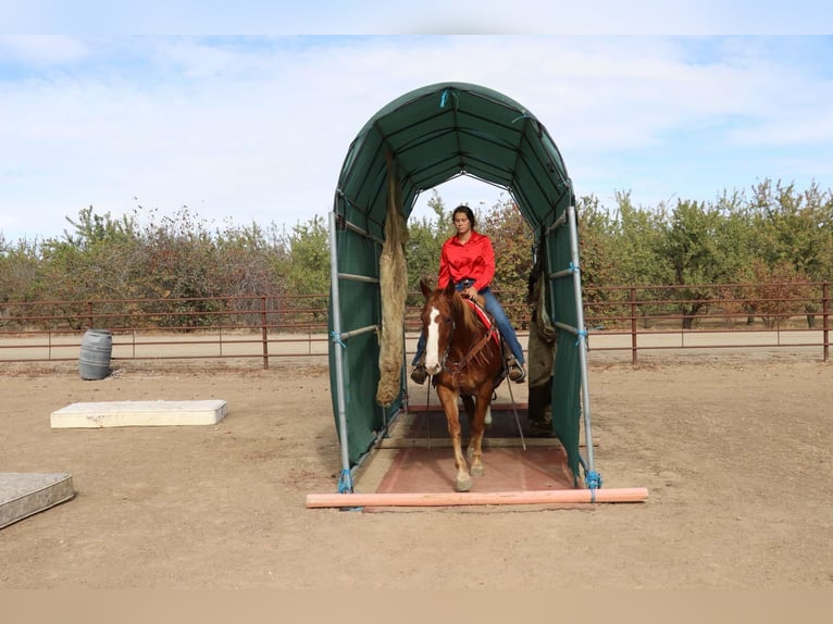 American Quarter Horse Castrone 11 Anni 152 cm Sauro ciliegia in Pleasant Grove CA