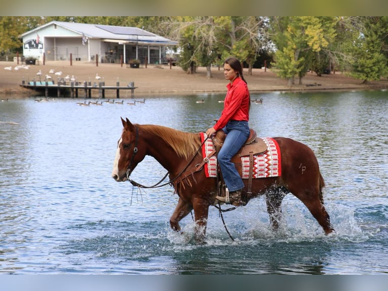 American Quarter Horse Castrone 11 Anni 152 cm Sauro ciliegia in Pleasant Grove CA