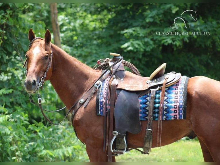 American Quarter Horse Castrone 11 Anni 152 cm Sauro ciliegia in Tompkinsville, KY