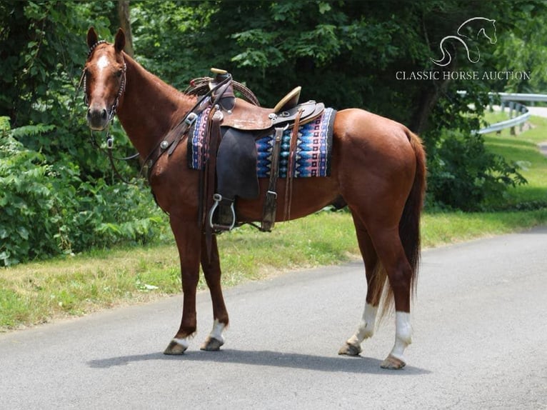 American Quarter Horse Castrone 11 Anni 152 cm Sauro ciliegia in Tompkinsville, KY