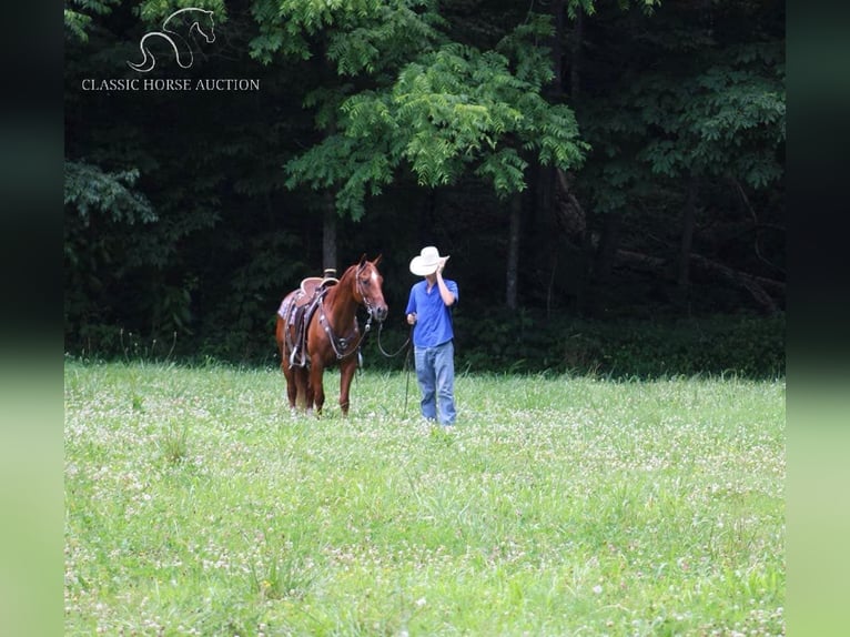 American Quarter Horse Castrone 11 Anni 152 cm Sauro ciliegia in Tompkinsville, KY