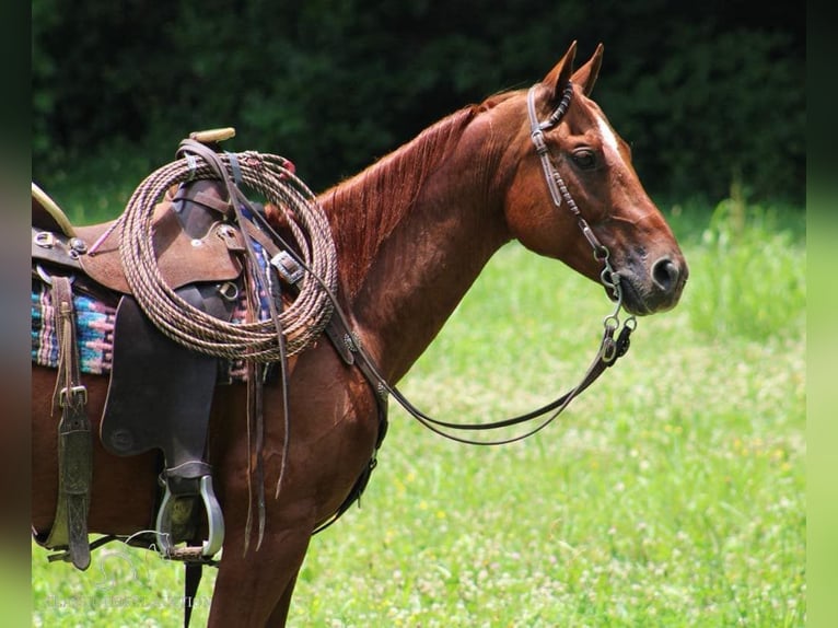 American Quarter Horse Castrone 11 Anni 152 cm Sauro ciliegia in Tompkinsville, KY