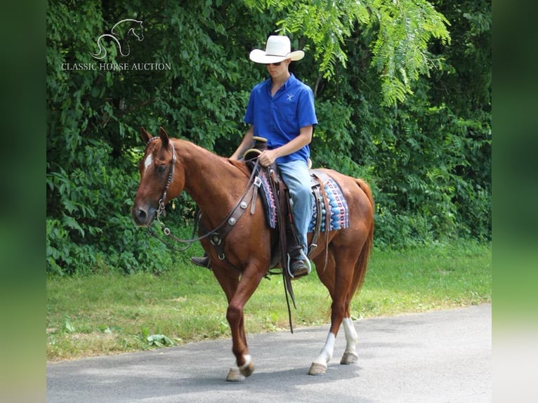 American Quarter Horse Castrone 11 Anni 152 cm Sauro ciliegia in Tompkinsville, KY