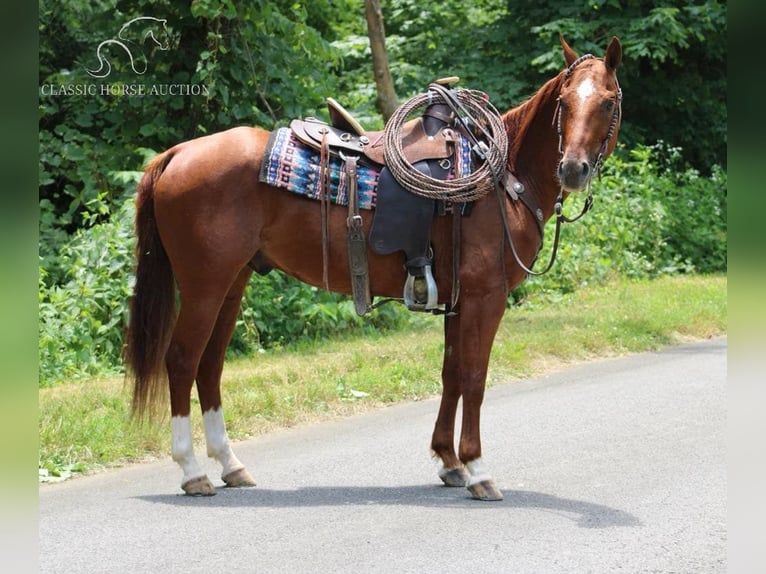 American Quarter Horse Castrone 11 Anni 152 cm Sauro ciliegia in Tompkinsville, KY