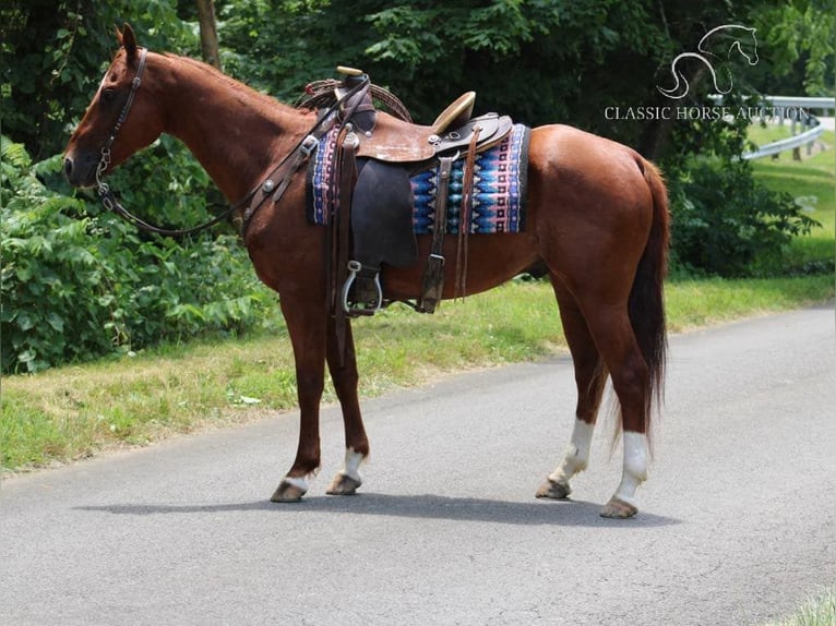 American Quarter Horse Castrone 11 Anni 152 cm Sauro ciliegia in Tompkinsville, KY