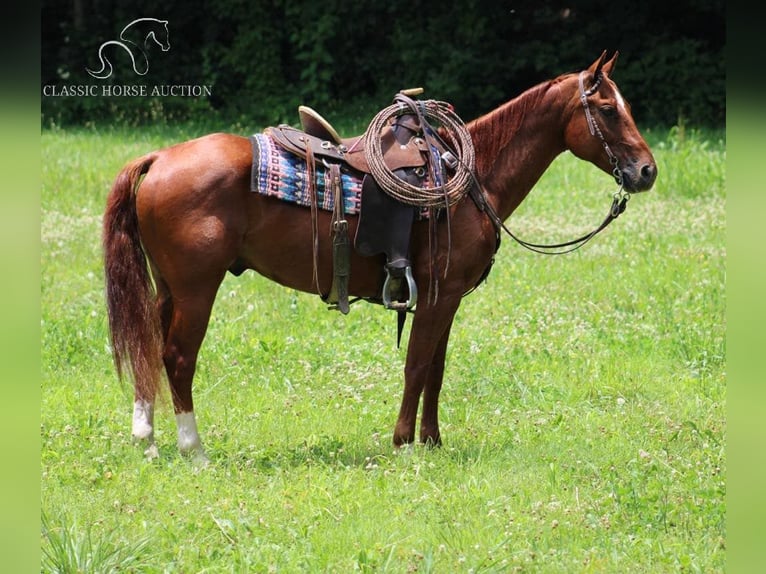 American Quarter Horse Castrone 11 Anni 152 cm Sauro ciliegia in Tompkinsville, KY