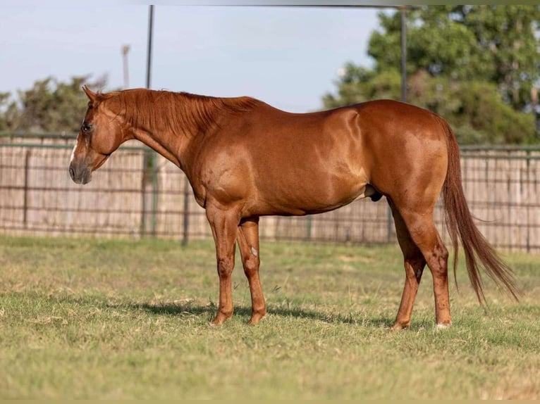 American Quarter Horse Castrone 11 Anni 152 cm Sauro ciliegia in Weatherford TX