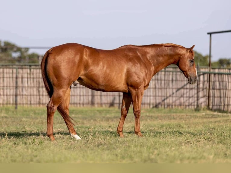 American Quarter Horse Castrone 11 Anni 152 cm Sauro ciliegia in Weatherford TX