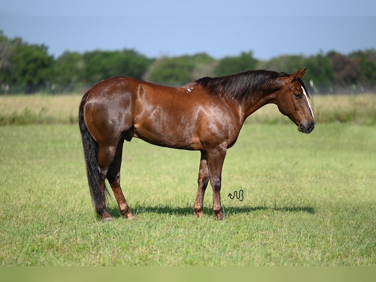 American Quarter Horse Castrone 11 Anni 152 cm Sauro ciliegia in Waco