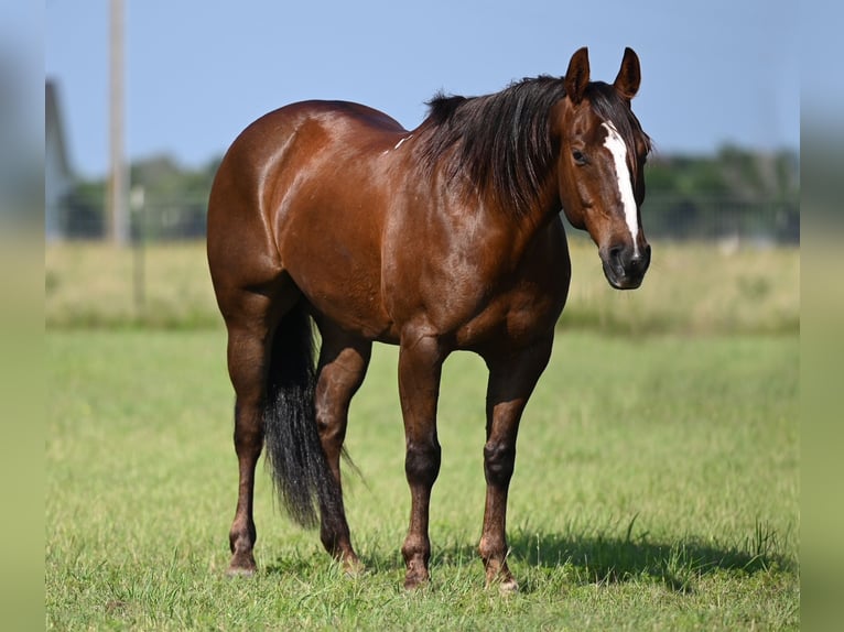 American Quarter Horse Castrone 11 Anni 152 cm Sauro ciliegia in Waco