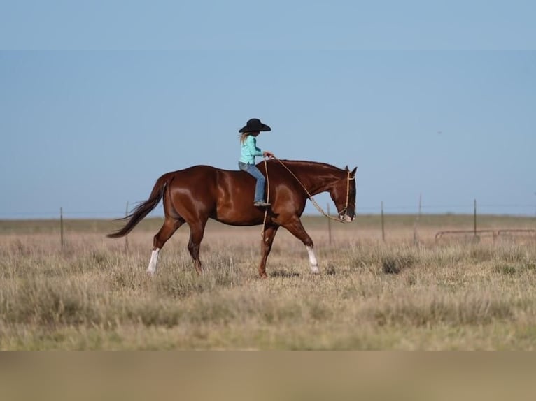 American Quarter Horse Castrone 11 Anni 152 cm Sauro ciliegia in Nevis, MN