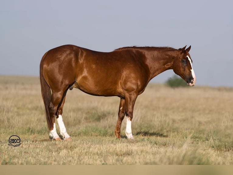 American Quarter Horse Castrone 11 Anni 152 cm Sauro ciliegia in Nevis, MN