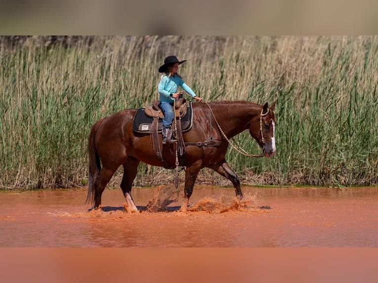 American Quarter Horse Castrone 11 Anni 152 cm Sauro ciliegia in Nevis, MN