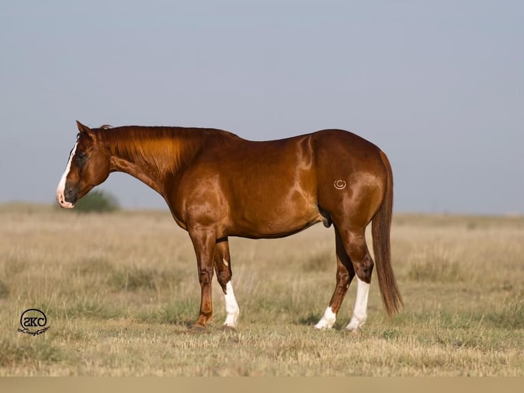 American Quarter Horse Castrone 11 Anni 152 cm Sauro ciliegia in Nevis, MN