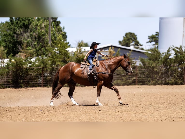 American Quarter Horse Castrone 11 Anni 152 cm Sauro ciliegia in Nevis, MN