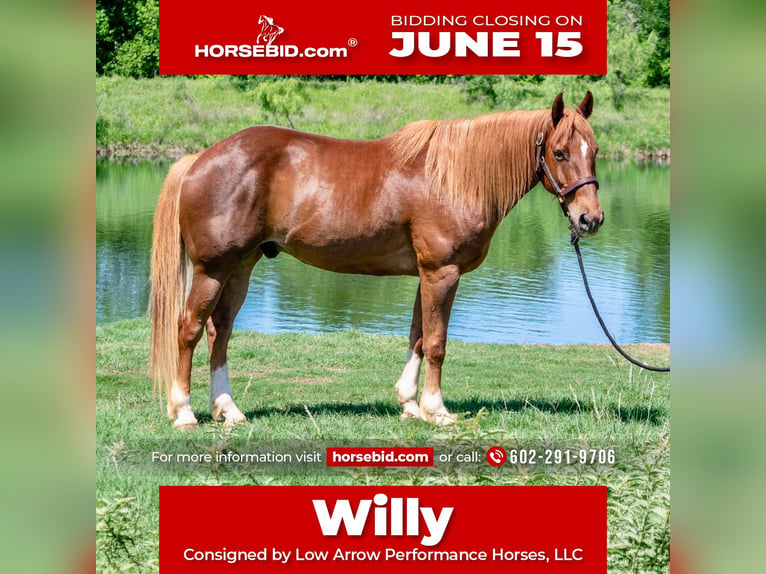American Quarter Horse Castrone 11 Anni 152 cm Sauro ciliegia in Stephenville