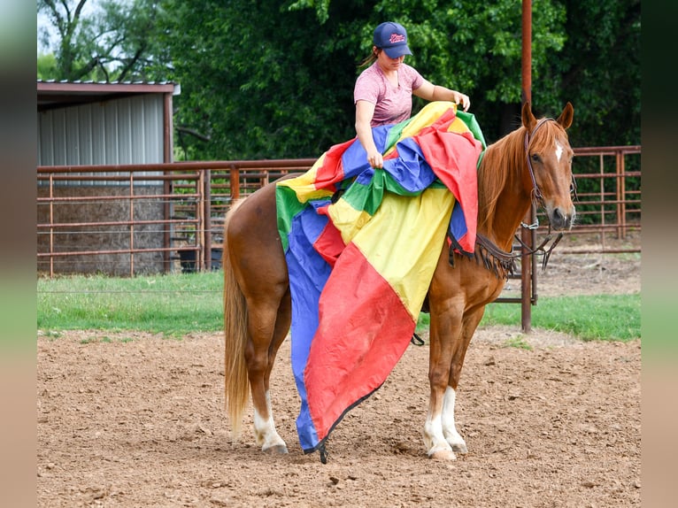 American Quarter Horse Castrone 11 Anni 152 cm Sauro ciliegia in Stephenville