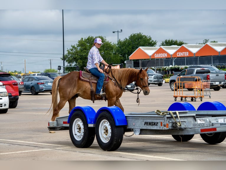 American Quarter Horse Castrone 11 Anni 152 cm Sauro ciliegia in Stephenville