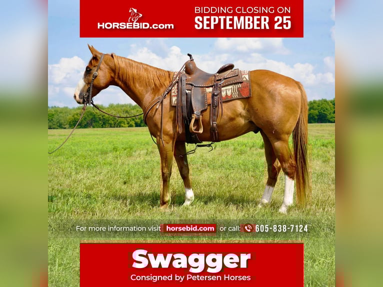 American Quarter Horse Castrone 11 Anni 152 cm Sauro ciliegia in Valley Springs, SD