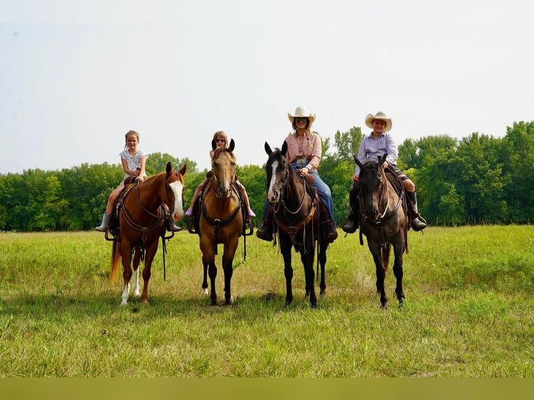 American Quarter Horse Castrone 11 Anni 152 cm Sauro ciliegia in Valley Springs, SD