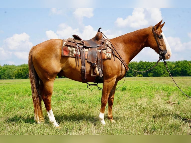 American Quarter Horse Castrone 11 Anni 152 cm Sauro ciliegia in Valley Springs, SD