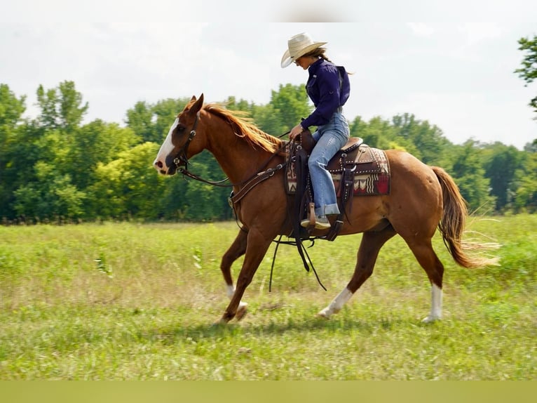 American Quarter Horse Castrone 11 Anni 152 cm Sauro ciliegia in Valley Springs, SD