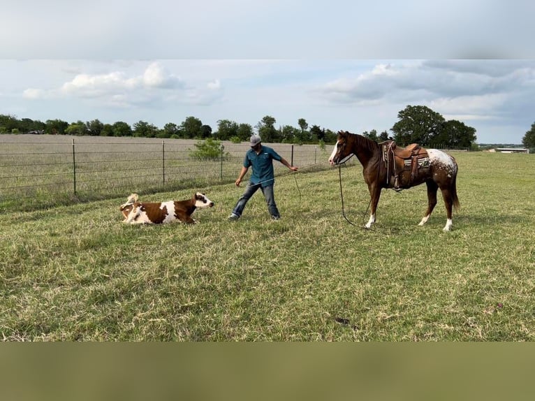 American Quarter Horse Castrone 11 Anni 152 cm Sauro ciliegia in Madisonville TX