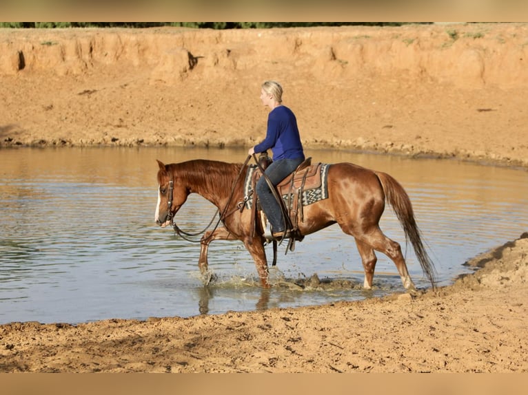 American Quarter Horse Castrone 11 Anni 152 cm Sauro ciliegia in Pilot Point, TX