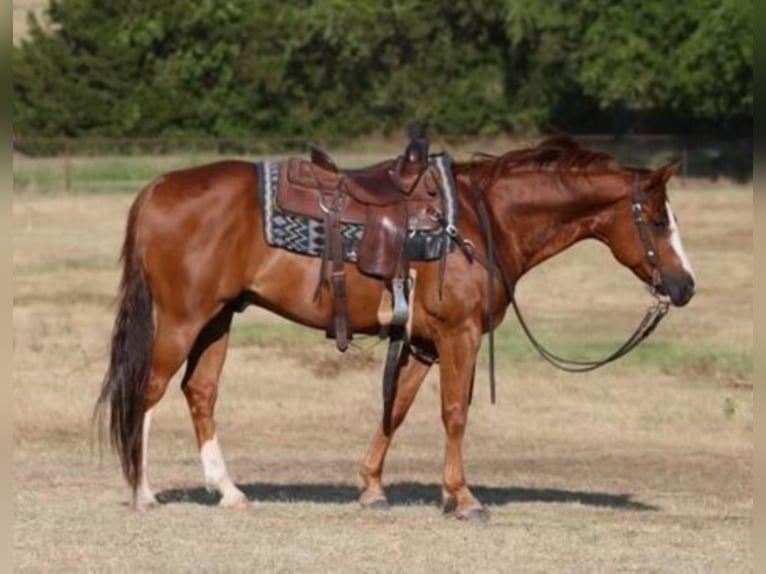 American Quarter Horse Castrone 11 Anni 152 cm Sauro ciliegia in Pilot Point, TX
