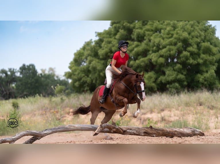 American Quarter Horse Castrone 11 Anni 152 cm Sauro ciliegia in Canyon, TX