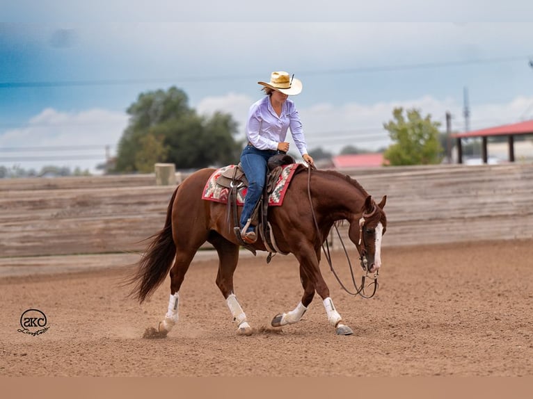 American Quarter Horse Castrone 11 Anni 152 cm Sauro ciliegia in Canyon, TX