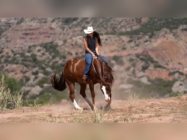 American Quarter Horse Castrone 11 Anni 152 cm Sauro ciliegia in Canyon, TX