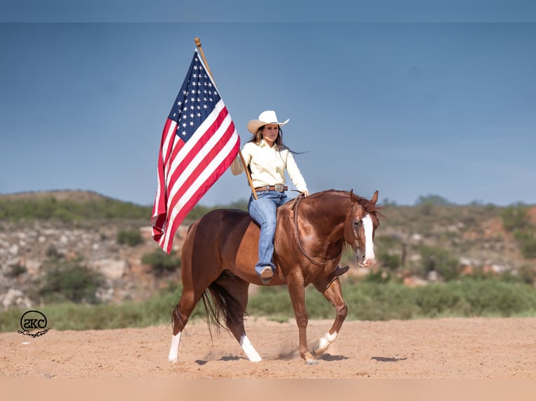 American Quarter Horse Castrone 11 Anni 152 cm Sauro ciliegia in Canyon, TX