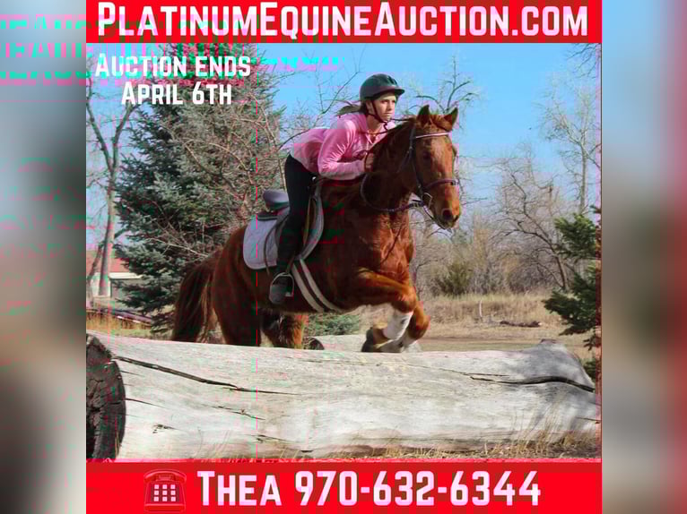 American Quarter Horse Castrone 11 Anni 152 cm Sauro scuro in Fort Collins  CO