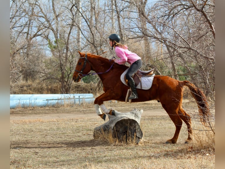 American Quarter Horse Castrone 11 Anni 152 cm Sauro scuro in Fort Collins  CO