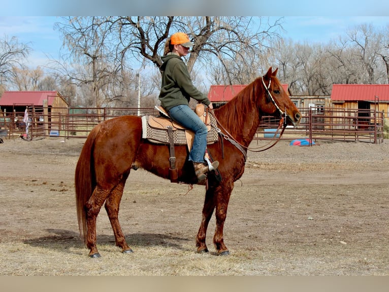 American Quarter Horse Castrone 11 Anni 152 cm Sauro scuro in Fort Collins  CO