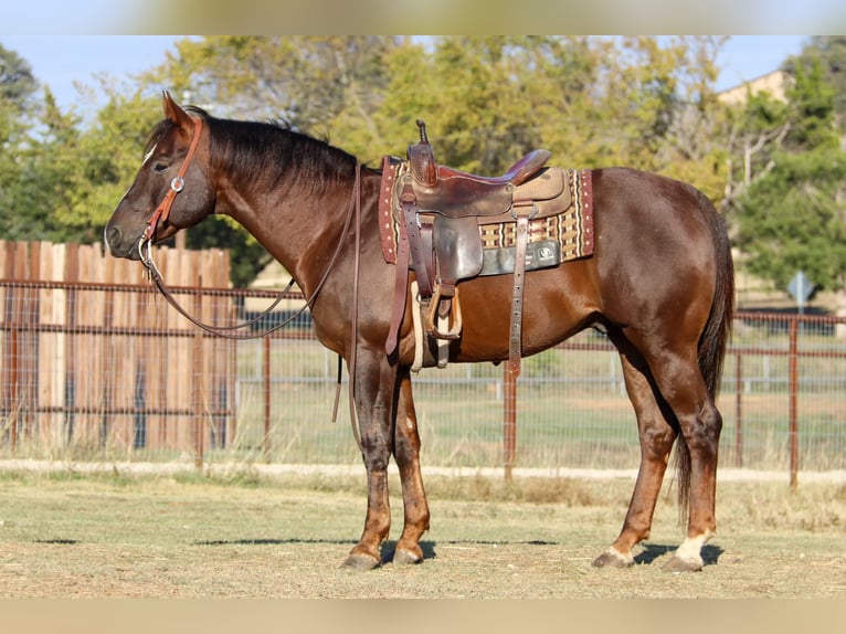 American Quarter Horse Castrone 11 Anni 152 cm Sauro scuro in Weatherford TX