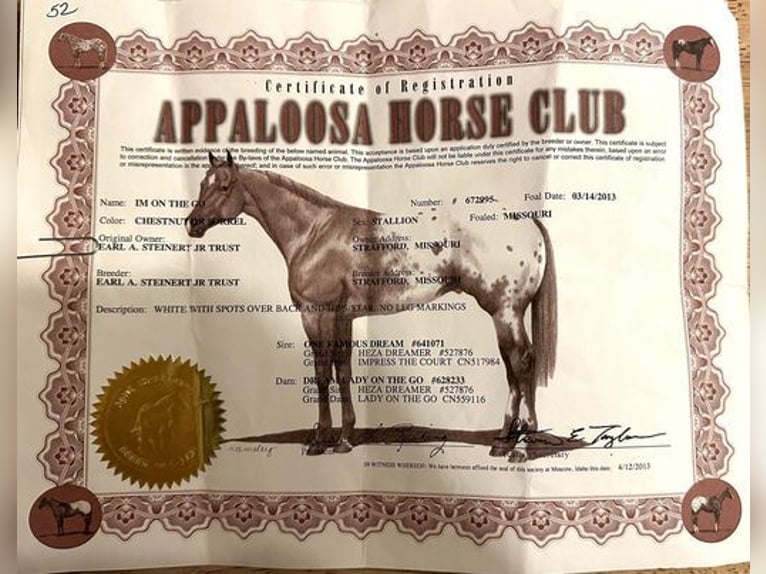 American Quarter Horse Castrone 11 Anni 152 cm Sauro scuro in Borden, IN