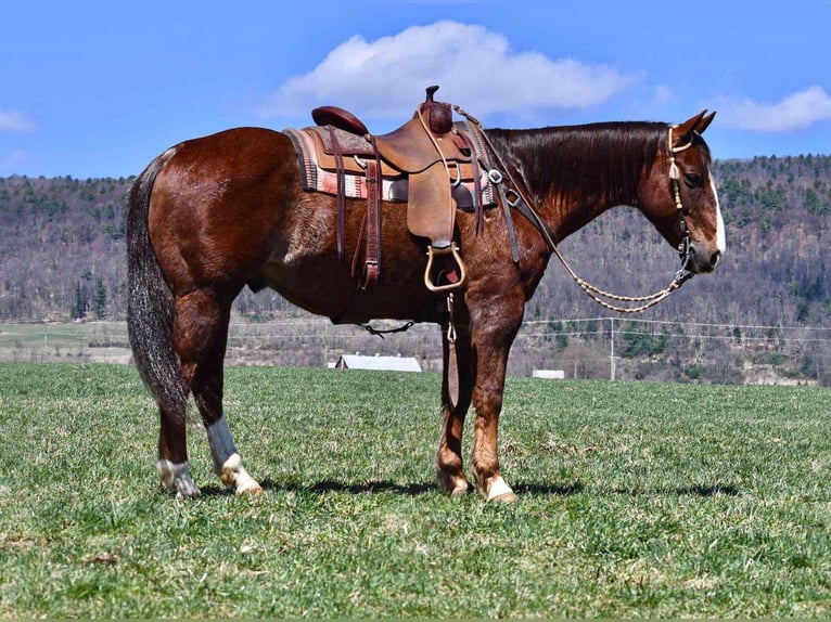 American Quarter Horse Castrone 11 Anni 152 cm Sauro scuro in Rebersburg, PA