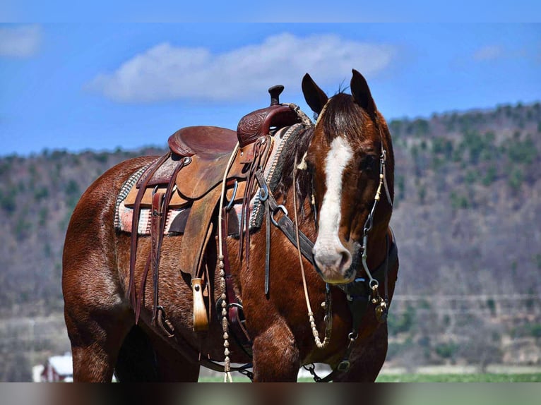 American Quarter Horse Castrone 11 Anni 152 cm Sauro scuro in Rebersburg, PA