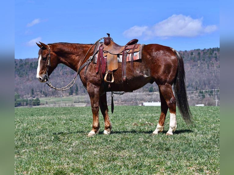 American Quarter Horse Castrone 11 Anni 152 cm Sauro scuro in Rebersburg, PA