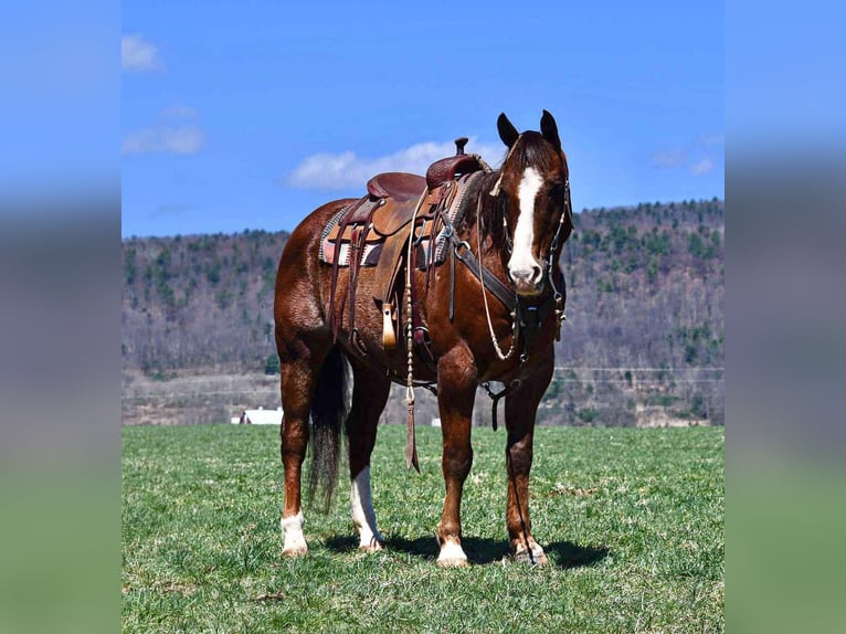 American Quarter Horse Castrone 11 Anni 152 cm Sauro scuro in Rebersburg, PA