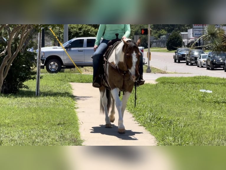 American Quarter Horse Castrone 11 Anni 152 cm Tobiano-tutti i colori in Weatherford TX