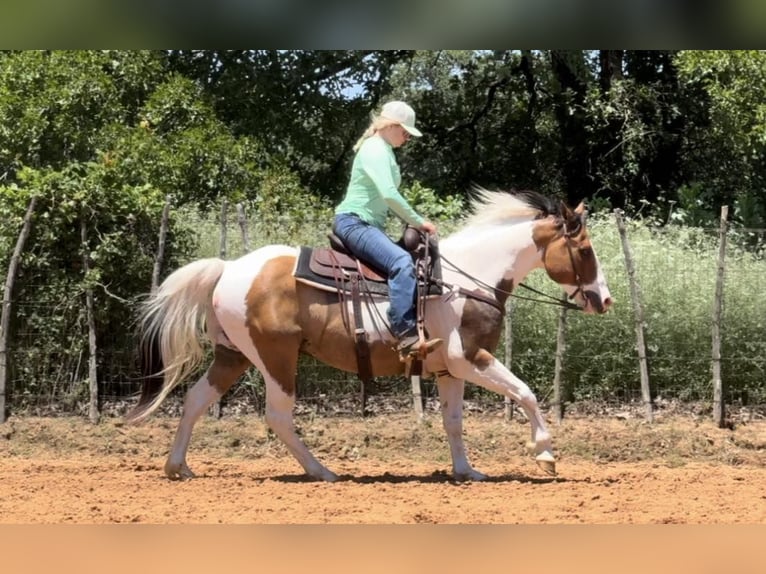 American Quarter Horse Castrone 11 Anni 152 cm Tobiano-tutti i colori in Weatherford TX