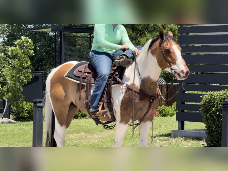 American Quarter Horse Castrone 11 Anni 152 cm Tobiano-tutti i colori in Weatherford TX