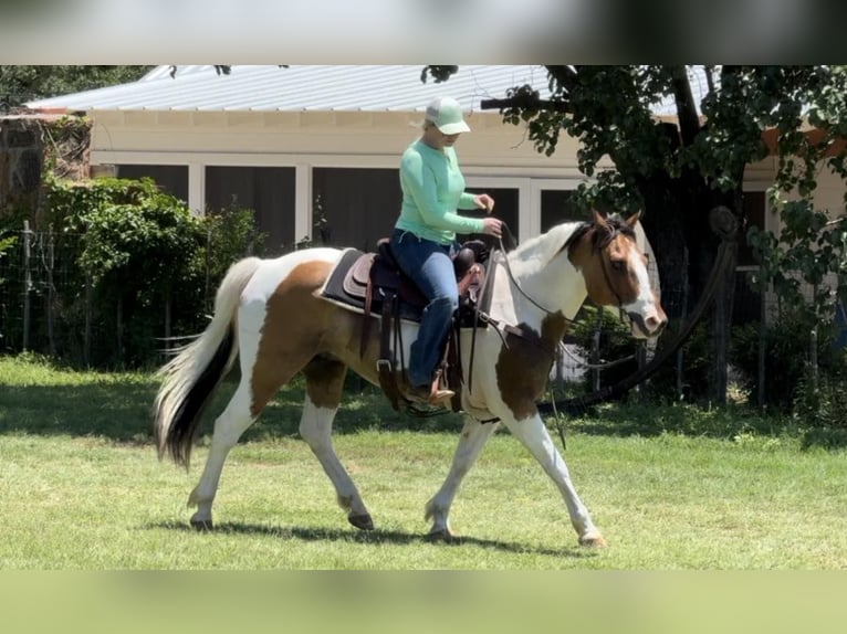 American Quarter Horse Castrone 11 Anni 152 cm Tobiano-tutti i colori in Weatherford TX